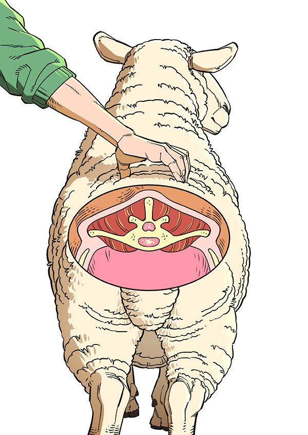 Drawing of someone assessing the fat level of a sheep.
